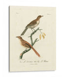 Aves Francesas Antiguas I - de Langlois | Cuadro decorativo de Canvas Lab