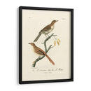 Aves Francesas Antiguas I - de Langlois | Cuadro decorativo de Canvas Lab