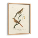 Aves Francesas Antiguas I - de Langlois | Cuadro decorativo de Canvas Lab