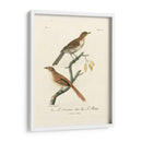 Aves Francesas Antiguas I - de Langlois | Cuadro decorativo de Canvas Lab
