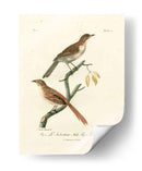 Aves Francesas Antiguas I - de Langlois | Cuadro decorativo de Canvas Lab