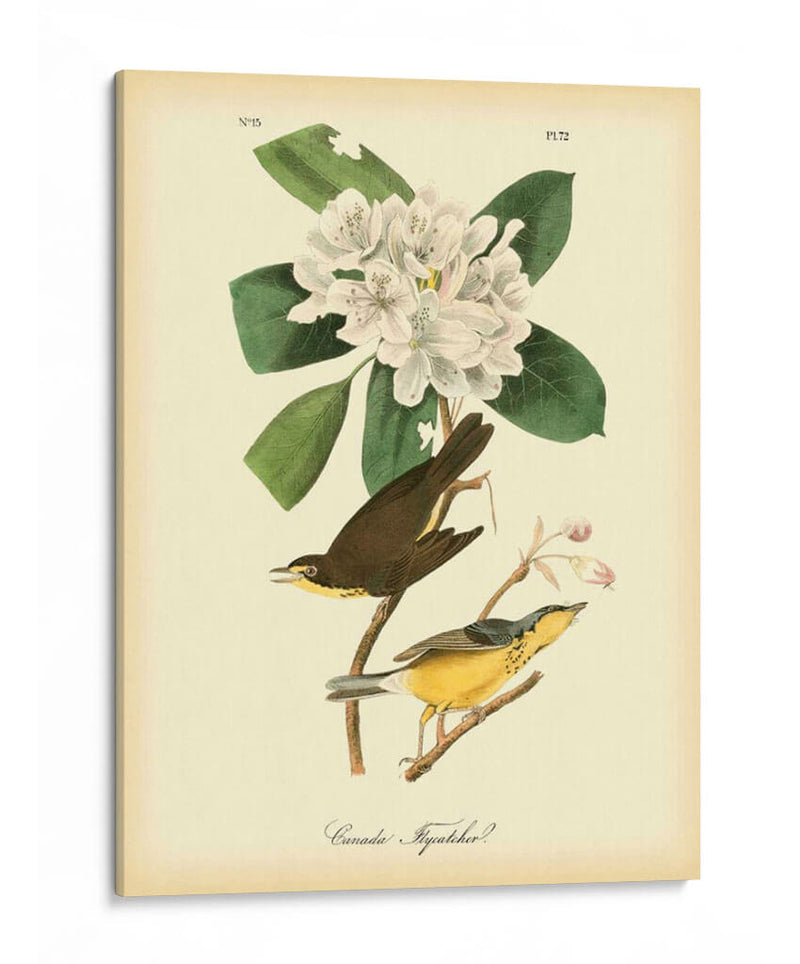 Canadá Flycatcher - John James Audubon | Cuadro decorativo de Canvas Lab