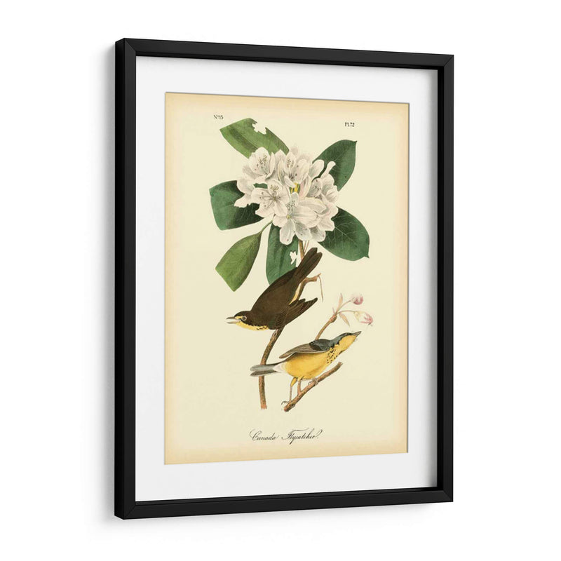 Canadá Flycatcher - John James Audubon | Cuadro decorativo de Canvas Lab