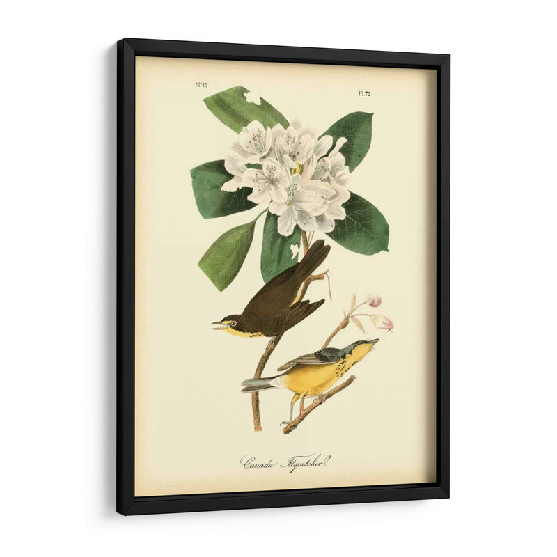 Canadá Flycatcher - John James Audubon | Cuadro decorativo de Canvas Lab