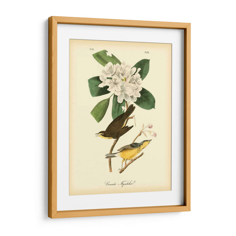 Canadá Flycatcher - John James Audubon | Cuadro decorativo de Canvas Lab