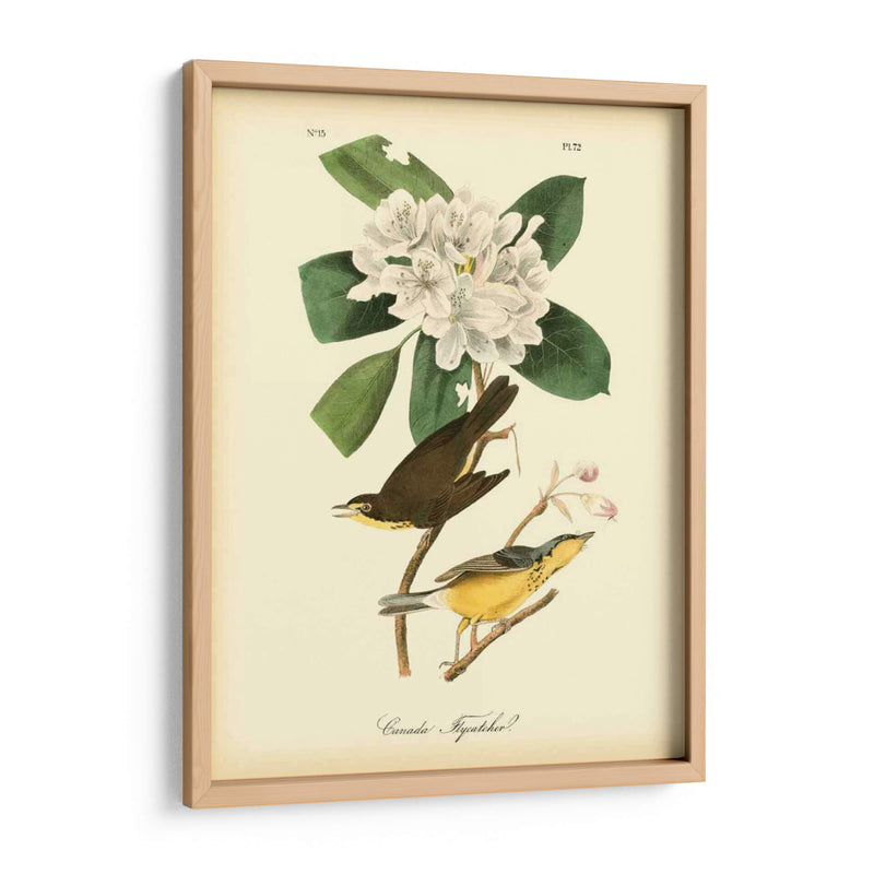 Canadá Flycatcher - John James Audubon | Cuadro decorativo de Canvas Lab