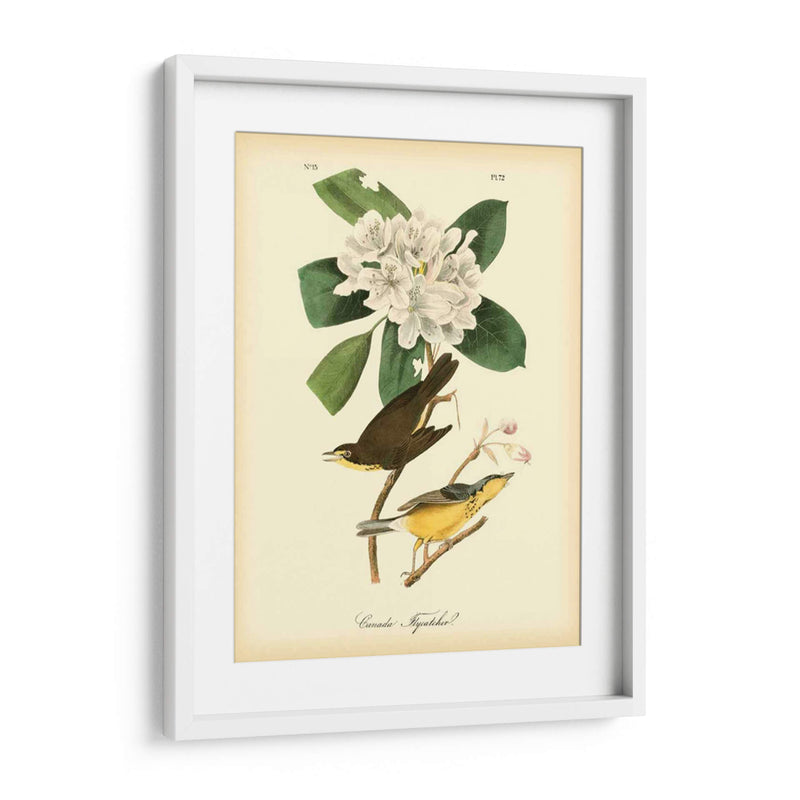 Canadá Flycatcher - John James Audubon | Cuadro decorativo de Canvas Lab