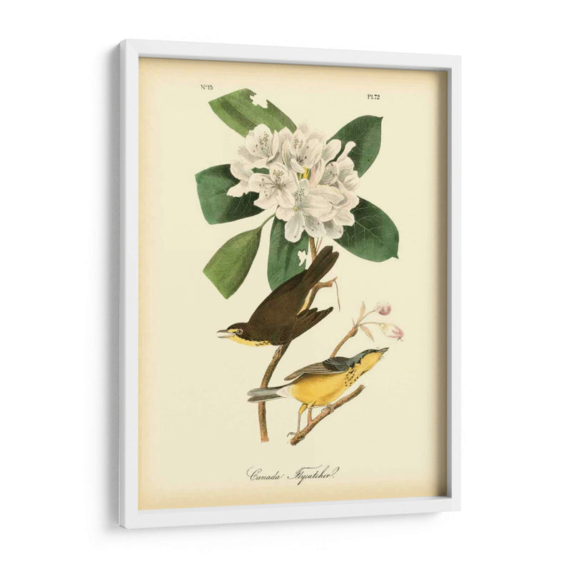 Canadá Flycatcher - John James Audubon | Cuadro decorativo de Canvas Lab