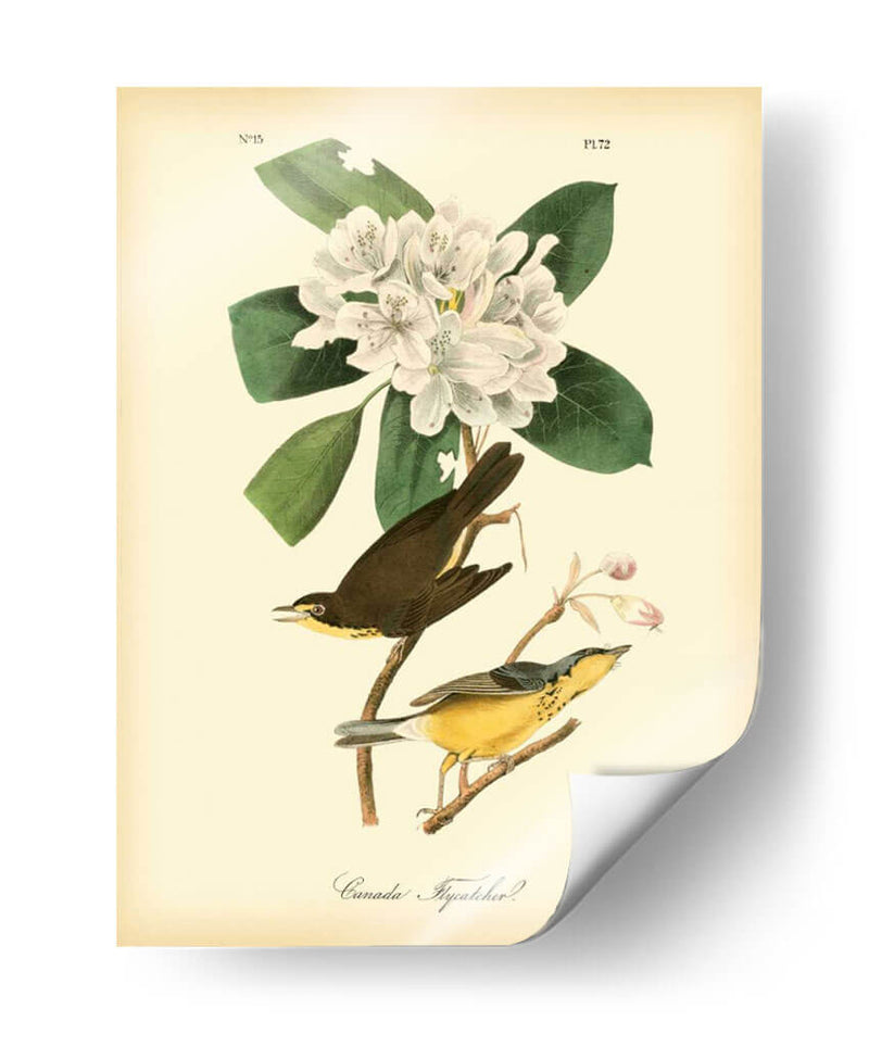 Canadá Flycatcher - John James Audubon | Cuadro decorativo de Canvas Lab