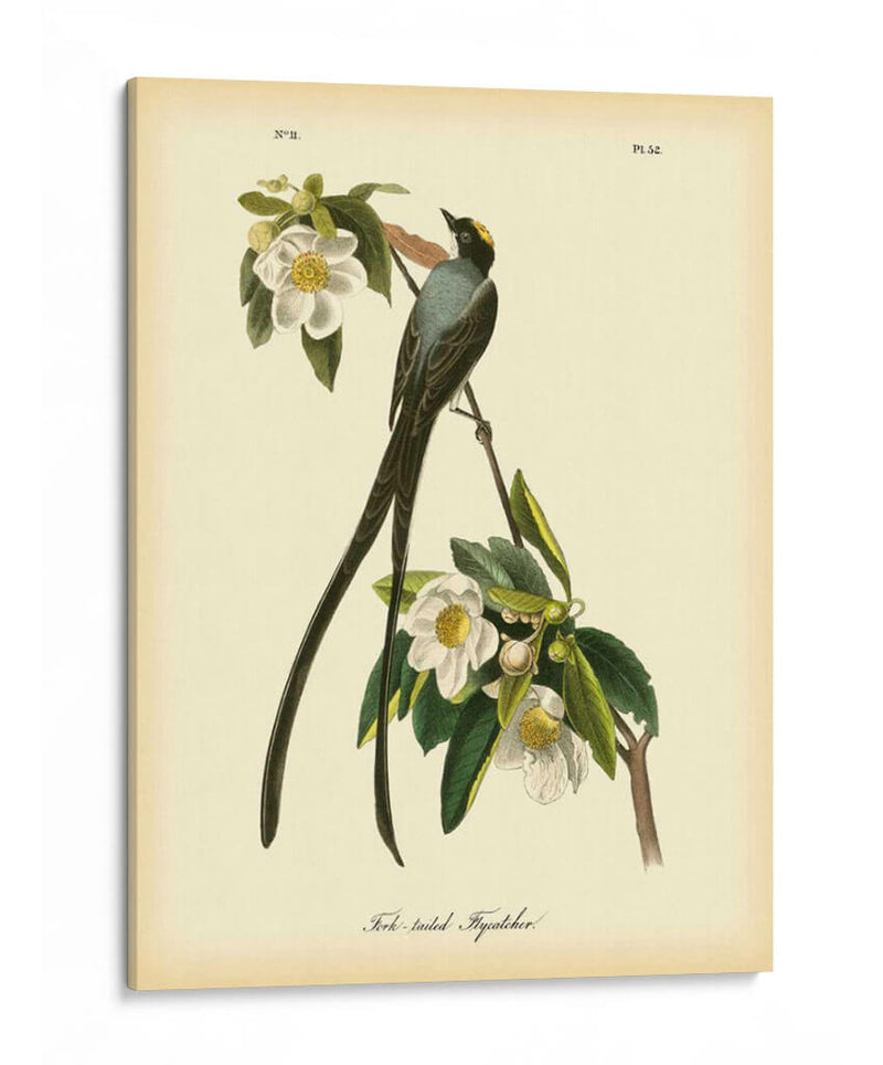 Capatcher De Cola De Horizonte - John James Audubon | Cuadro decorativo de Canvas Lab