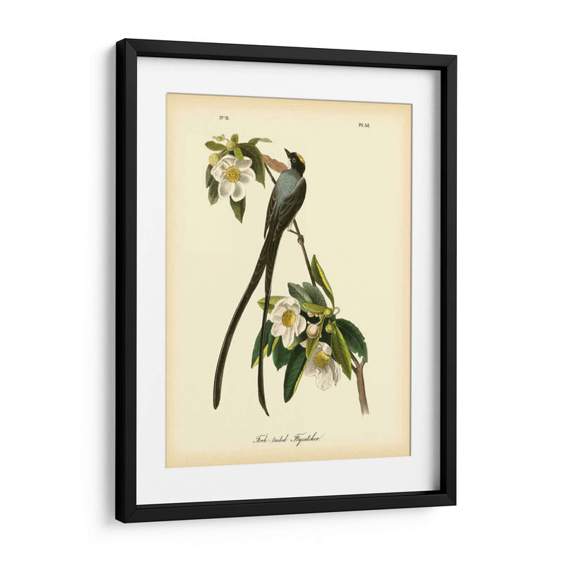 Capatcher De Cola De Horizonte - John James Audubon | Cuadro decorativo de Canvas Lab