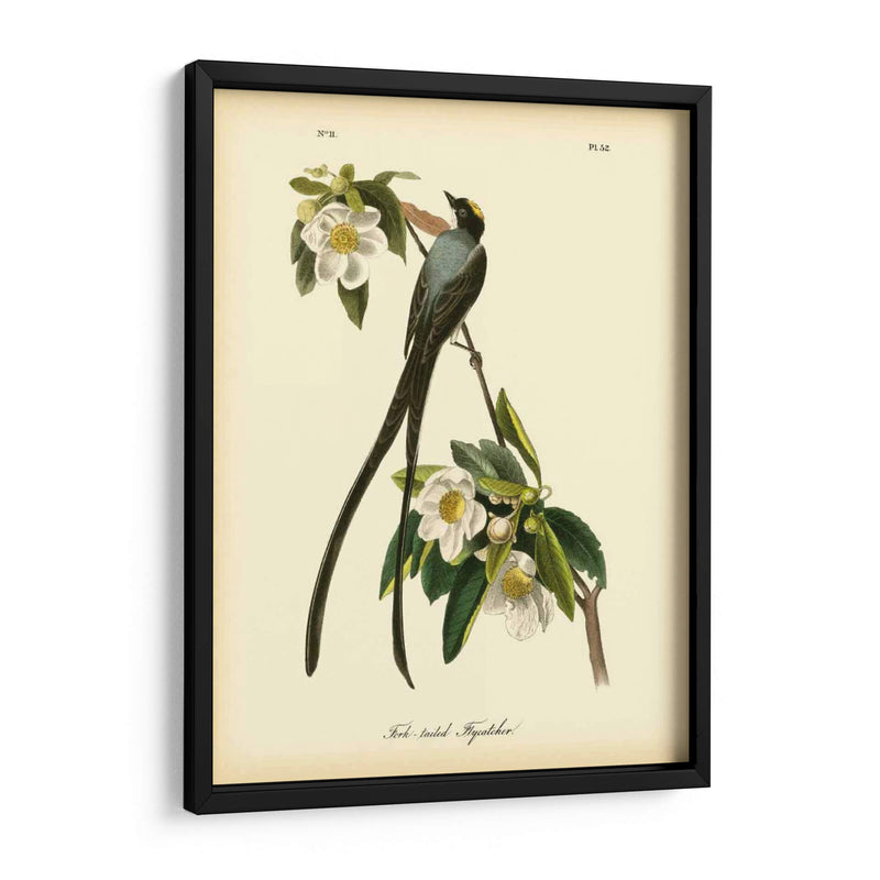 Capatcher De Cola De Horizonte - John James Audubon | Cuadro decorativo de Canvas Lab