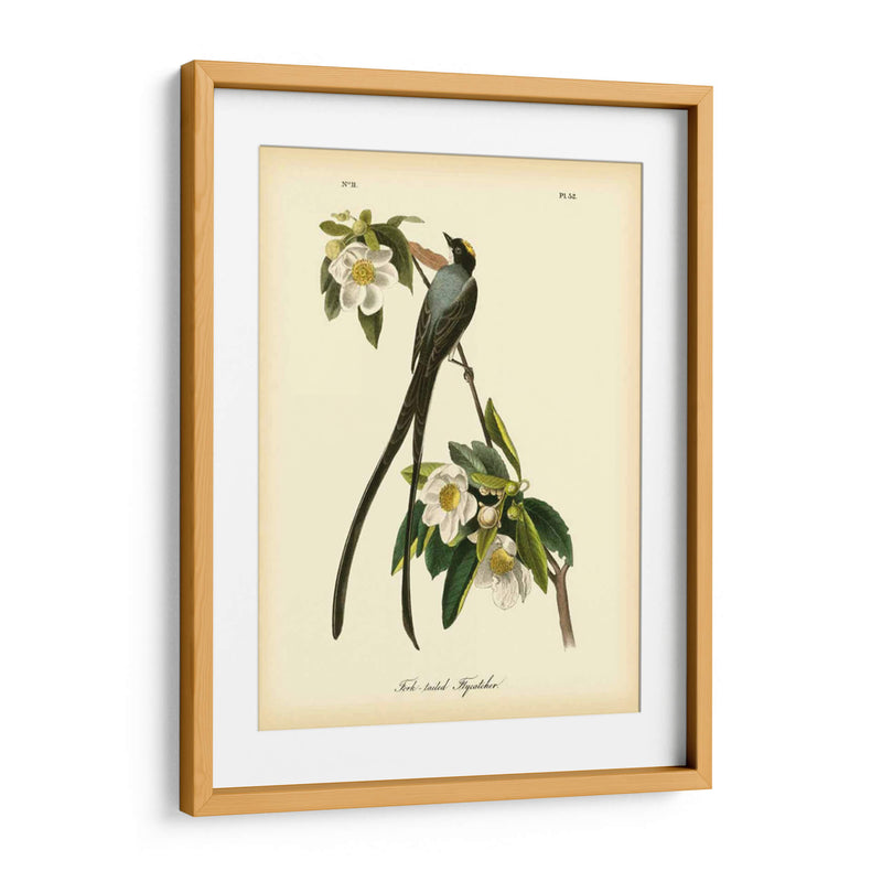 Capatcher De Cola De Horizonte - John James Audubon | Cuadro decorativo de Canvas Lab