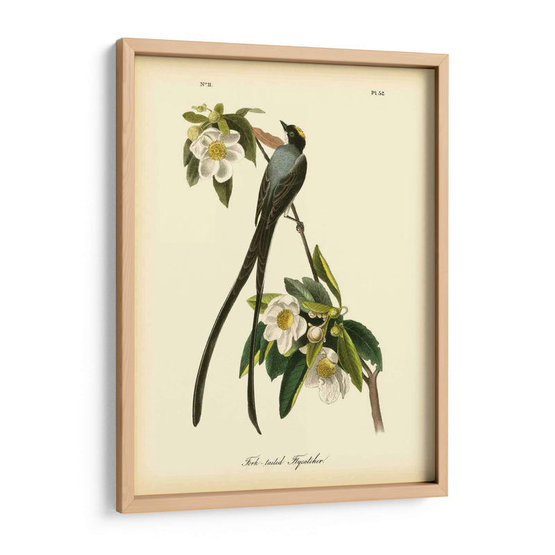 Capatcher De Cola De Horizonte - John James Audubon | Cuadro decorativo de Canvas Lab