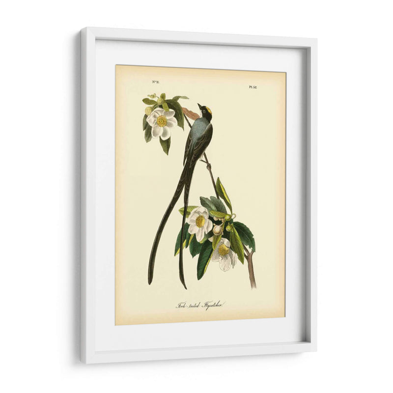 Capatcher De Cola De Horizonte - John James Audubon | Cuadro decorativo de Canvas Lab