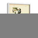 Capatcher De Cola De Horizonte - John James Audubon | Cuadro decorativo de Canvas Lab