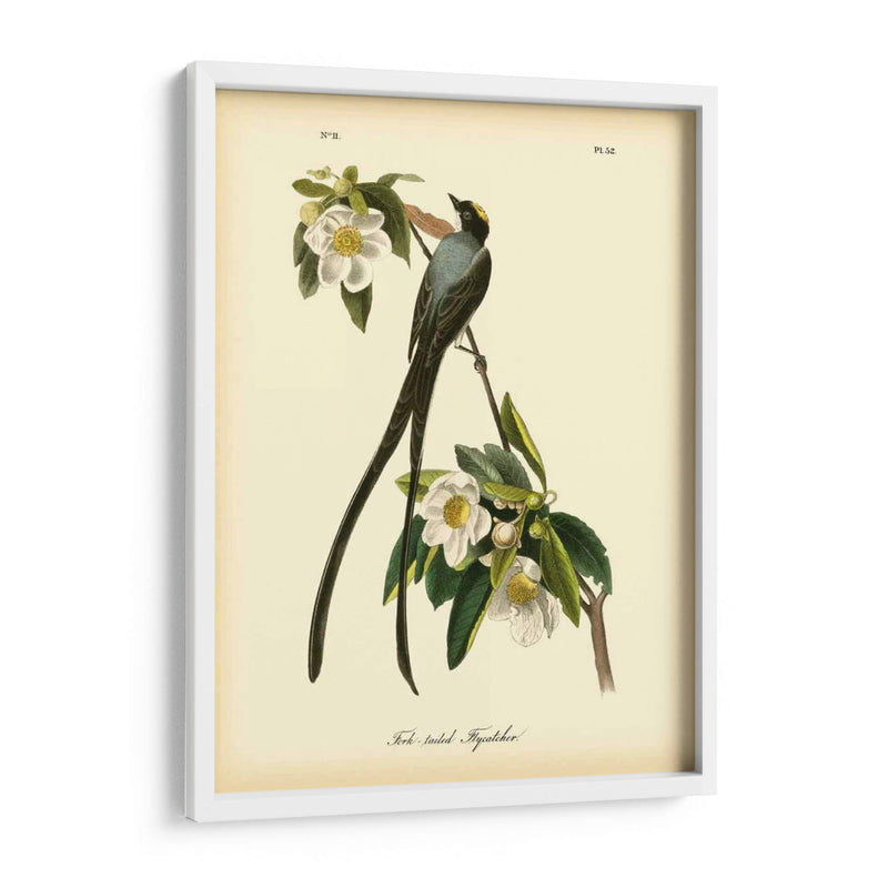 Capatcher De Cola De Horizonte - John James Audubon | Cuadro decorativo de Canvas Lab