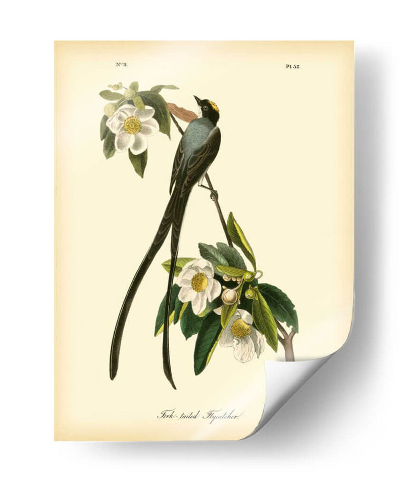 Capatcher De Cola De Horizonte - John James Audubon | Cuadro decorativo de Canvas Lab