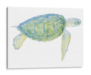 Tortuga De Mar Tranquila I - Megan Meagher | Cuadro decorativo de Canvas Lab