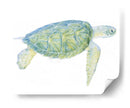 Tortuga De Mar Tranquila I - Megan Meagher | Cuadro decorativo de Canvas Lab
