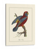 Raja Lory - George Edwards | Cuadro decorativo de Canvas Lab