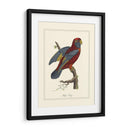 Raja Lory - George Edwards | Cuadro decorativo de Canvas Lab