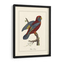 Raja Lory - George Edwards | Cuadro decorativo de Canvas Lab