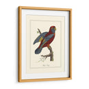 Raja Lory - George Edwards | Cuadro decorativo de Canvas Lab