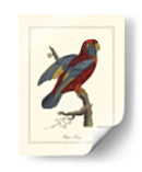 Raja Lory - George Edwards | Cuadro decorativo de Canvas Lab