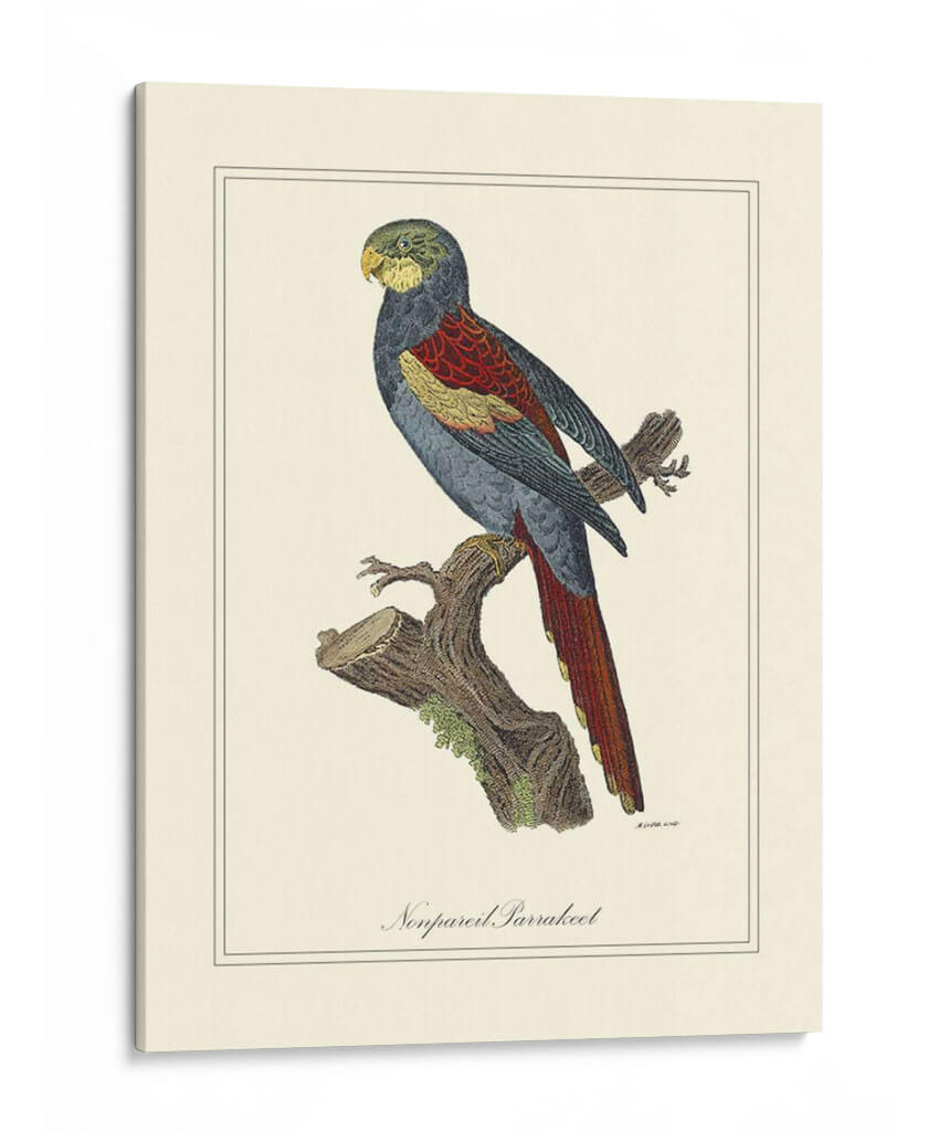 Nonpareil Parrakeet - George Edwards | Cuadro decorativo de Canvas Lab