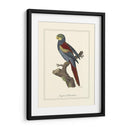 Nonpareil Parrakeet - George Edwards | Cuadro decorativo de Canvas Lab