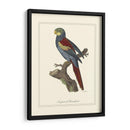 Nonpareil Parrakeet - George Edwards | Cuadro decorativo de Canvas Lab