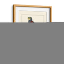 Nonpareil Parrakeet - George Edwards | Cuadro decorativo de Canvas Lab