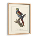 Nonpareil Parrakeet - George Edwards | Cuadro decorativo de Canvas Lab