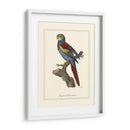 Nonpareil Parrakeet - George Edwards | Cuadro decorativo de Canvas Lab