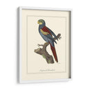 Nonpareil Parrakeet - George Edwards | Cuadro decorativo de Canvas Lab