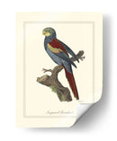 Nonpareil Parrakeet - George Edwards | Cuadro decorativo de Canvas Lab