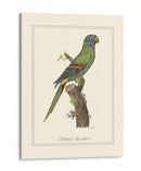 Parrakeet Solstitico - George Edwards | Cuadro decorativo de Canvas Lab