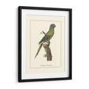 Parrakeet Solstitico - George Edwards | Cuadro decorativo de Canvas Lab