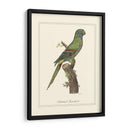 Parrakeet Solstitico - George Edwards | Cuadro decorativo de Canvas Lab