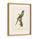 Parrakeet Solstitico - George Edwards | Cuadro decorativo de Canvas Lab