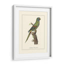 Parrakeet Solstitico - George Edwards | Cuadro decorativo de Canvas Lab