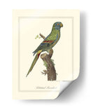 Parrakeet Solstitico - George Edwards | Cuadro decorativo de Canvas Lab