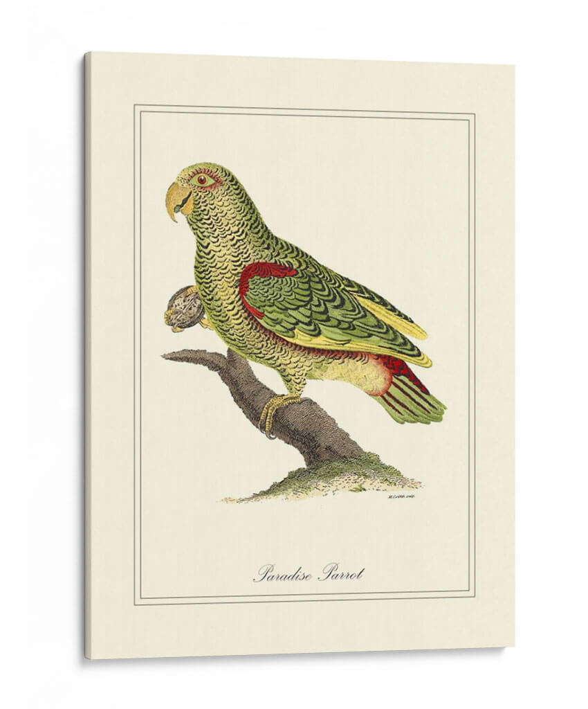 Paradise Parrot - George Edwards | Cuadro decorativo de Canvas Lab