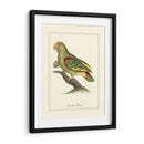 Paradise Parrot - George Edwards | Cuadro decorativo de Canvas Lab