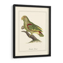 Paradise Parrot - George Edwards | Cuadro decorativo de Canvas Lab