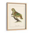 Paradise Parrot - George Edwards | Cuadro decorativo de Canvas Lab