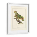 Paradise Parrot - George Edwards | Cuadro decorativo de Canvas Lab