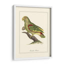 Paradise Parrot - George Edwards | Cuadro decorativo de Canvas Lab