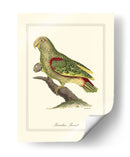 Paradise Parrot - George Edwards | Cuadro decorativo de Canvas Lab